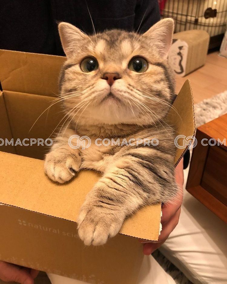 Máy xúc mini AICHI PC200-1 - 2020 sp có video ytb