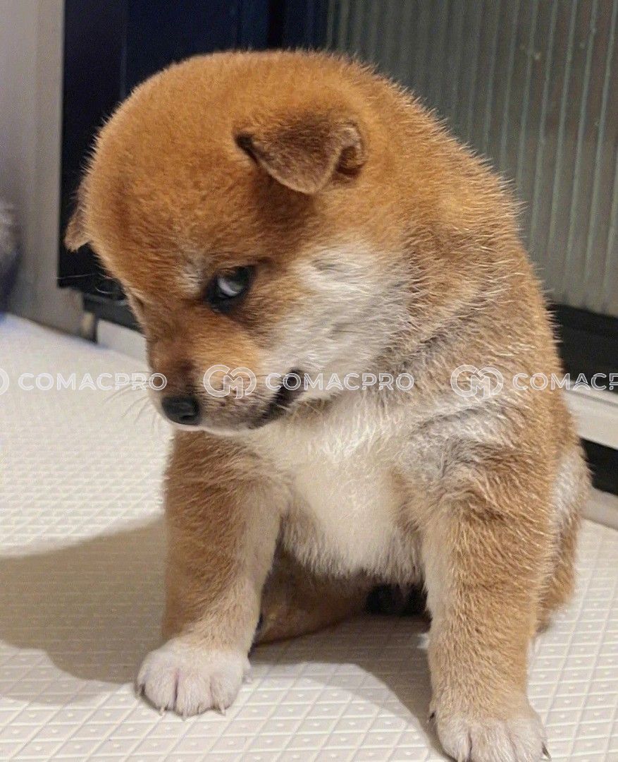 Máy xúc mini AICHI PC210-6 - 2023