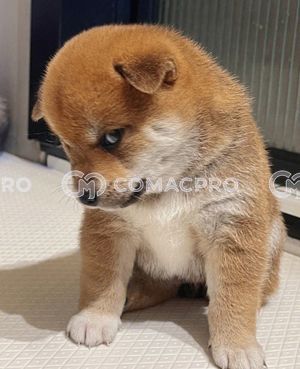 Máy xúc mini AICHI PC210-6 - 2023